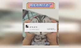 爆料明星进厂视频播放在线观看,独家视频带你探秘明星进厂幕后